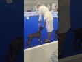 World Dog Show 2016