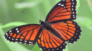 Mrs. O'Connells Group 7 Monarch iMovie 2012