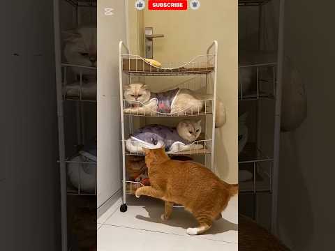 شوف احلى بيت للقطط فى الشتاء 🥹 #viral #shortvideo