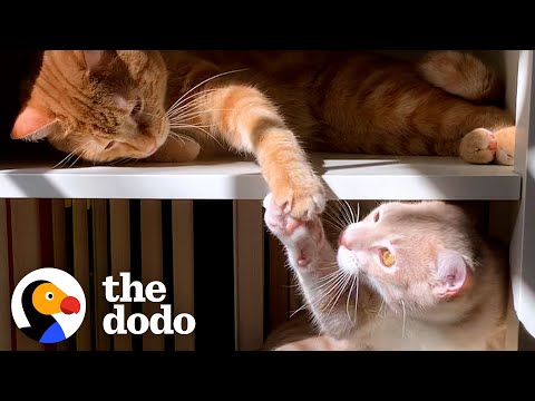 Cat Hates His New Kitten Brother Until...❤ | The Dodo