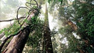 Download lagu Hijau song without lyric by Zainal Abidin mp3
