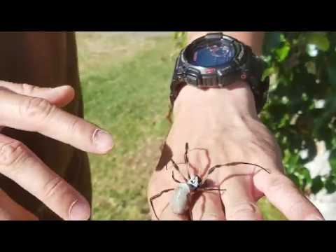 Australian golden orb weaver spider