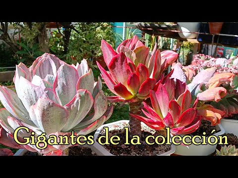 Giants of the collection #tour #succulent #echeverias #giantsucculent