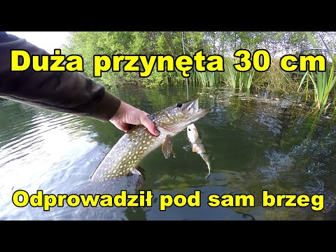 Efektowne branie szczupaka pod nogami/ Pike attack big lure 30cm close to the bank