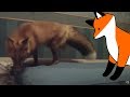 Лисенок Рэй мышкует на диване / The Fox Ray is jumping on the couch ...