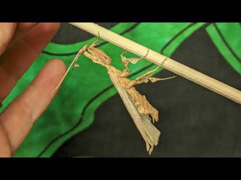 Modlivka prízračná (Phyllocrania paradoxa) — zvliekanie samca (timelapse) a farebné variácie samíc