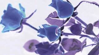 Rosemary (Nina Nastasia Cover)