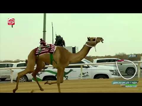 ش 1 (الصمود) لـ هجن أم الزبار 5:54:38 , كأس الاتحاد السعودي 2026/10/02 لقايا الطايف
