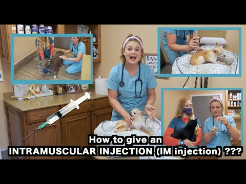 How to give a Dog and a Cat an IM (Intramusular) injection? | Veterinarian Approved
