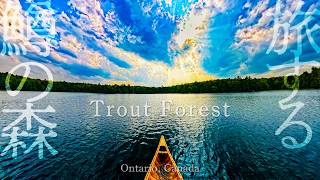カナダ・オンタリオ、深い森の奥に棲む鱒を探して|Trout Forest