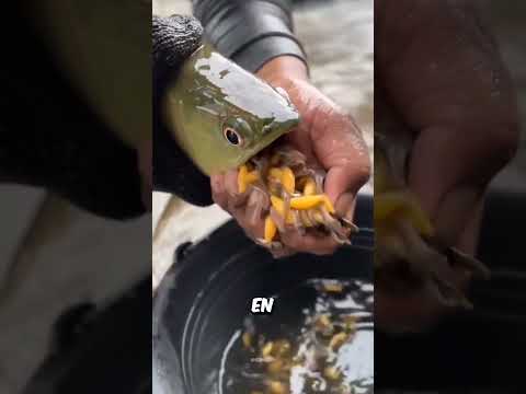 They've Never Seen a Fish Do That😱