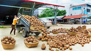 Harvesting Tons of Taro Truck Loaded, Quickly Sold Out At The Market - Go To Market Sell