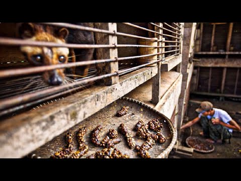 Civet Farming and Processing | Making World Most Expensive Coffee | Amazing Business