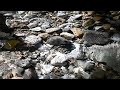 Gentle Water Sounds For Sleep And Relaxation 10 Hours
