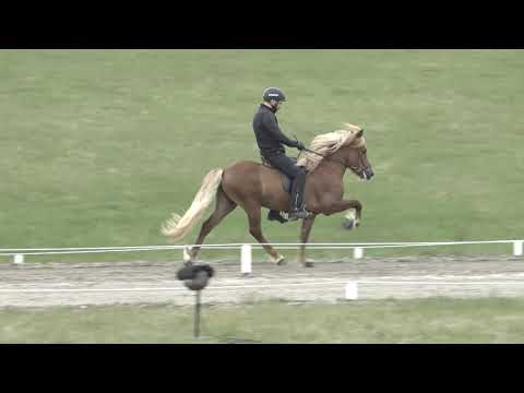 Geisli frá Árbæ - Kynbótadómur 08.06.2021