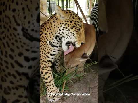 Meeka the cougar and Mateo the jaguar groom session