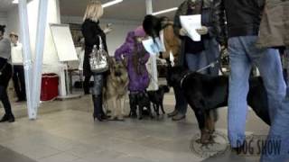preview picture of video '2010 Parnu Dog Show'