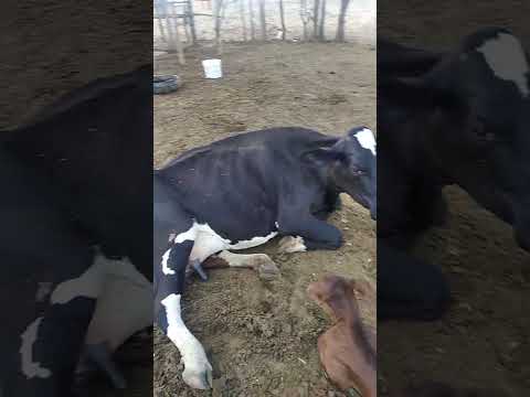 os projetos que eu tou fazendo aci na rosa granito Pernambuco Brasil José Paulo morais da costa juni