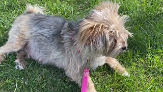 PREGNANT MORKIE OUTSIDE PLAYTIME ! MORKIE PUPPY 7 WEEKS!