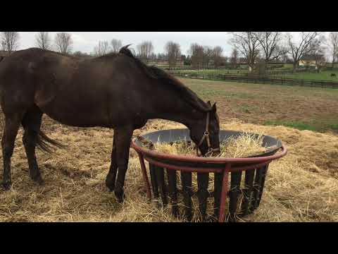 Soi Phet enjoys retirement at Old Friends