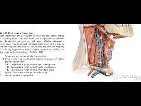 Thyroid gland lymphatic drinage