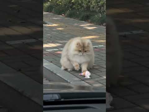 عملت فيها مقلب للقطة #comedy #funny #humor