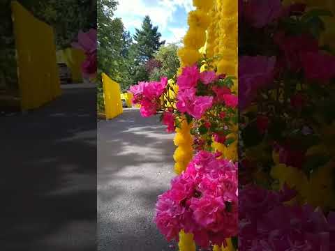 #flowers #garden #ashram Vishwananda Germany цветы Ашрам  Вишвананды в Германии #meditationmusic
