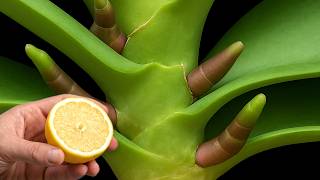 Just grab a lemon! Your orchids will bloom explosively forever!