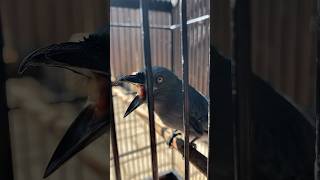 Download lagu Srigunting Abu Abu Cililin Tandes Banget mp3