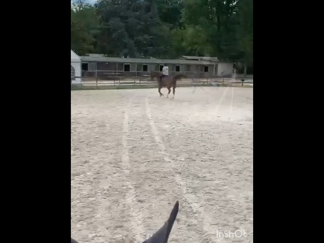 A vendre jument dressage 