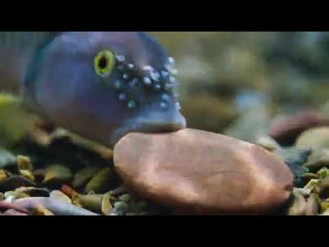 Making a stone nest for( spawning)