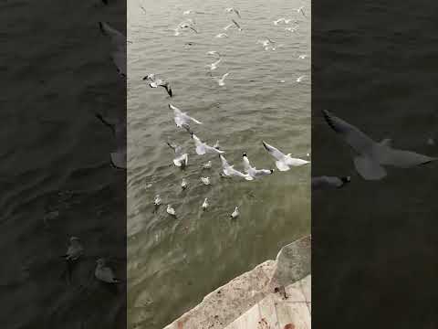 Hre ram hre ram..##ramayan #panchhi #viralvideo #viralsong