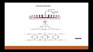 Potencial de reposo y potencial de acción - Parte 2