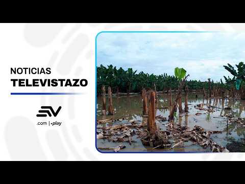 Cultivos afectados por inundaciones causadas por las lluvias | Televistazo | Ecuavisa