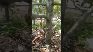 Download lagu TESTIMONI PUPUK ORGANIK SUPER AKTIF ECO FARMING PADA TANAMAN DURIAN USIA 3,6 TAHUN BERBUAH mp3