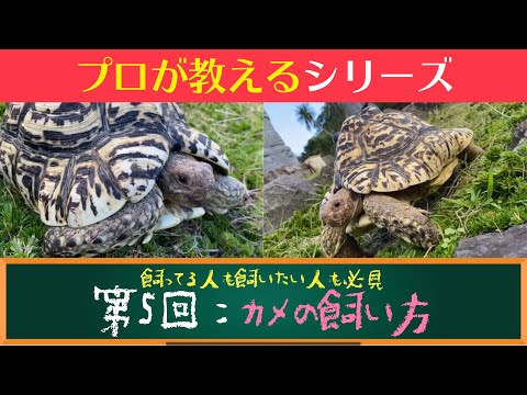 ジオケロン・パルダリス