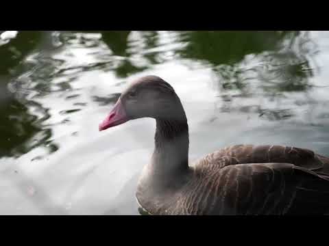 Os Patinhos Mais Fofos da Net. Como é Bom Ver eles Nadando, A Natureza é Bela.