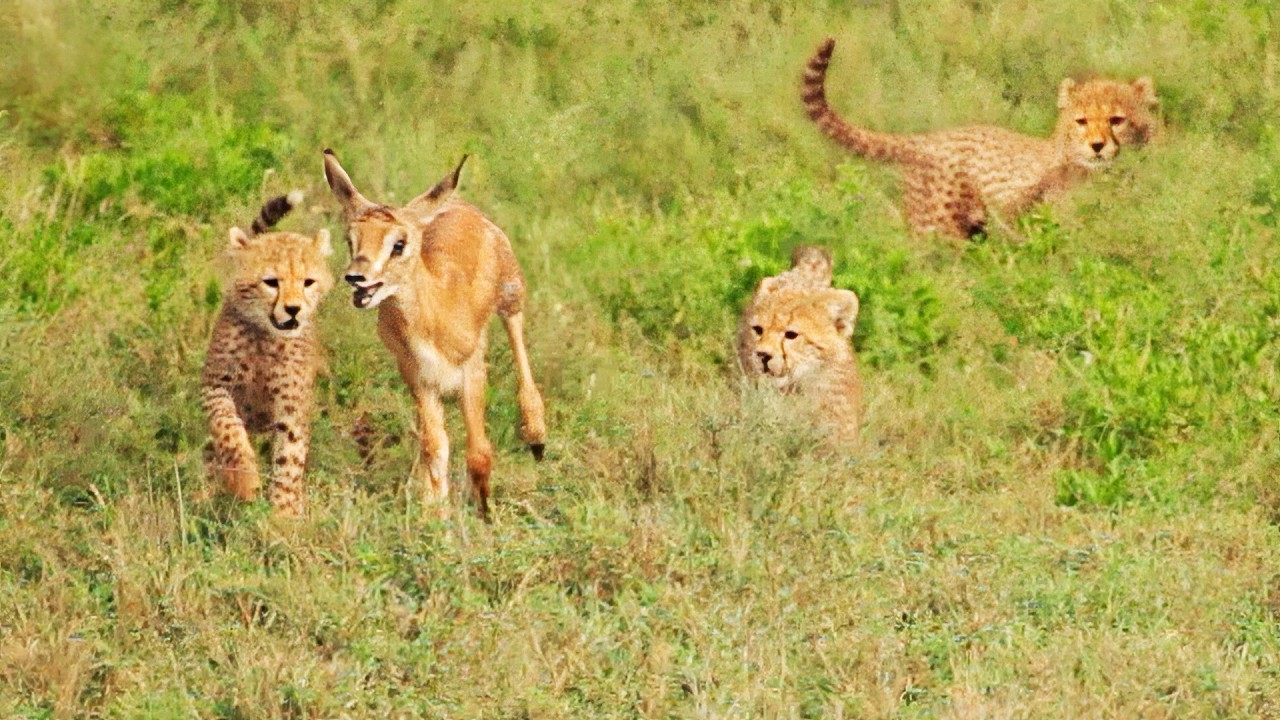 5 Tiny Cheetah Cubs Team Up to Catch Tiny Buck Without Mother