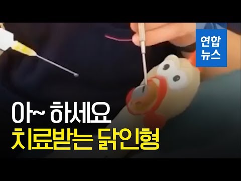 , title : ''아~ 하세요'…충치치료 받는 닭 인형 화제/ 연합뉴스 (Yonhapnews)'