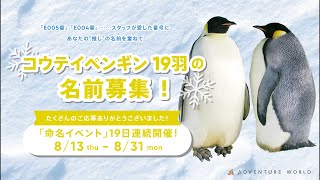 Archive Stream 🐧 E033 (The Penguin) Name Announcement