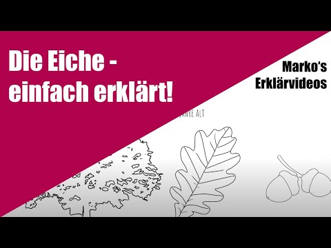 Die Eiche - kurz und einfach erklärt! - Lern- und Erklärvideo für Grundschul-Kinder.