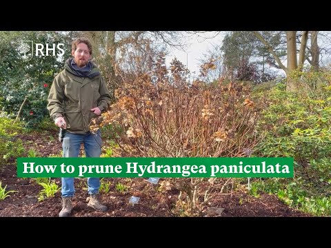 How to prune Hydrangea paniculata | The RHS