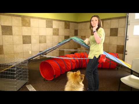 How to Bring a Cat Into a Home With Dogs : Dog Training