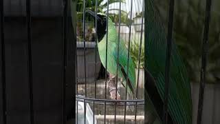 Download lagu burung cucak ijo gacor #cucakijo #birds #kicaumania #burung mp3