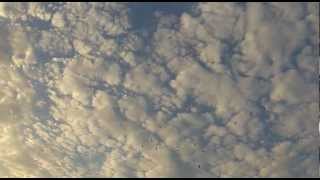 A Kindness of Ravens