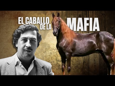 🔥😈 The Mafia's Horse - Manizales Earthquake | RysolTV