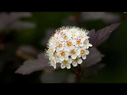 Ubuntu Budgie 22.04 Beta Run Through