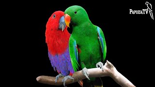 Matching Parrots — Part 3 — Ways to Proceed