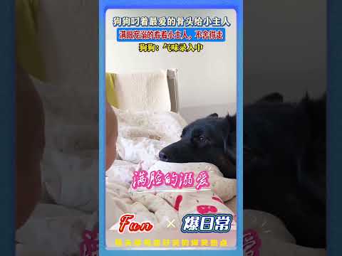 家里刚添小宝宝，两只大狗第一时间来看小主人,😳还叼来最爱的骨头#狗狗暖心 #萌宠日常 #狗狗守护 #温馨瞬间 #宠物家庭 #治愈时刻