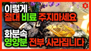[분갈이 하면 X개월 후 비료 주세요]ㅣ※ 비료 쓰기전 꼭 봐야 할 영상 ※ㅣ비료는 언제 줘야할까?